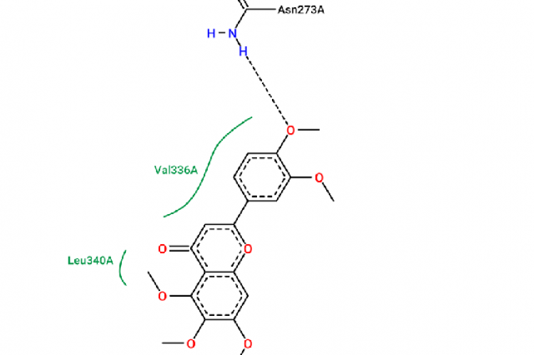 Illustrates the results of the interaction between sinensetin and the ATP-binding cassette