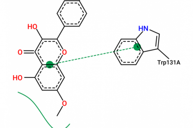 In Silico Study of Rhamnocitrin Extract from Clove Syzygium Aromaricum in Inhibiting Adenosine A1 Adenylate Cyclase Interaction