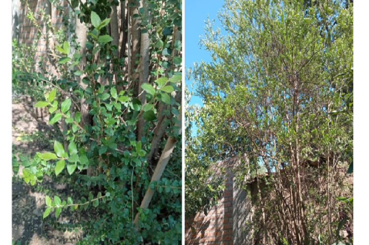 L. chequen plant located at La mar, Ayacucho, Peru