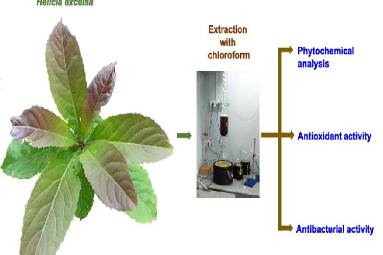 Helicia excelsa from Aizawl, India, and workflow of the analysis