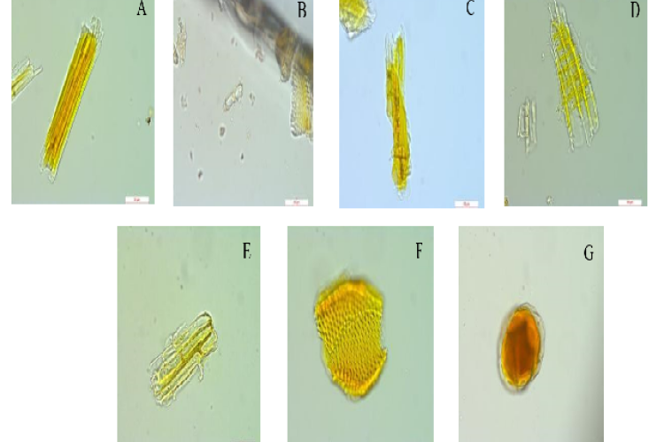 Microscopic analysis of Xanthoceras sorbifolia Bunge