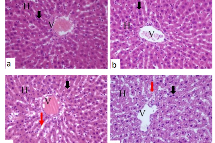 Histological overview of the liver after 7 days of administration. (a) Control group