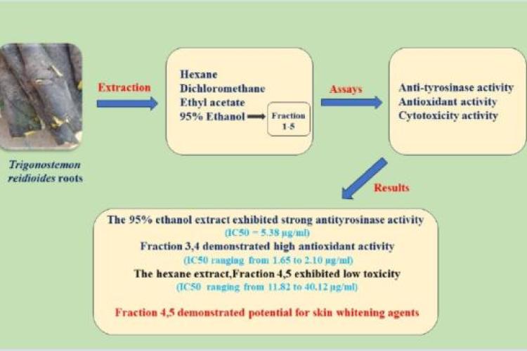 GRAPHICAL ABSTRACT