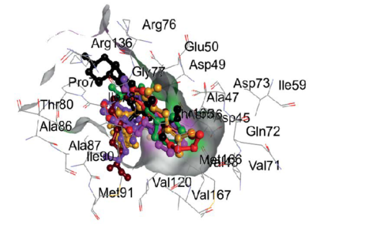 Superimposition of lead Capsicum compounds on co-crystal structure of gyrase B (RMSD: 0.5Å).