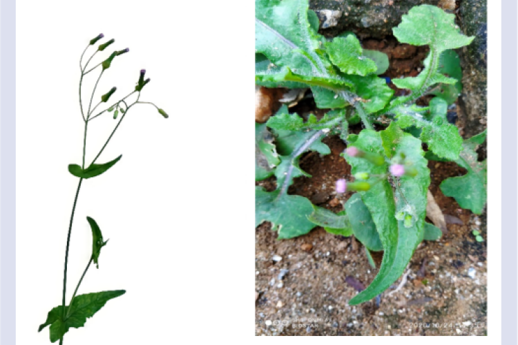 [A]- Emilia sonchifolia habit [B]- Emilia sonchifolia habitat.