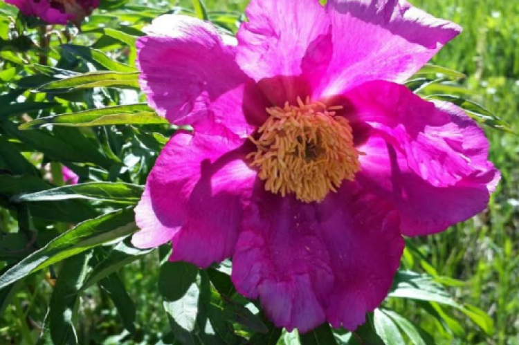 Paeonia anomala L grows in Mongolia