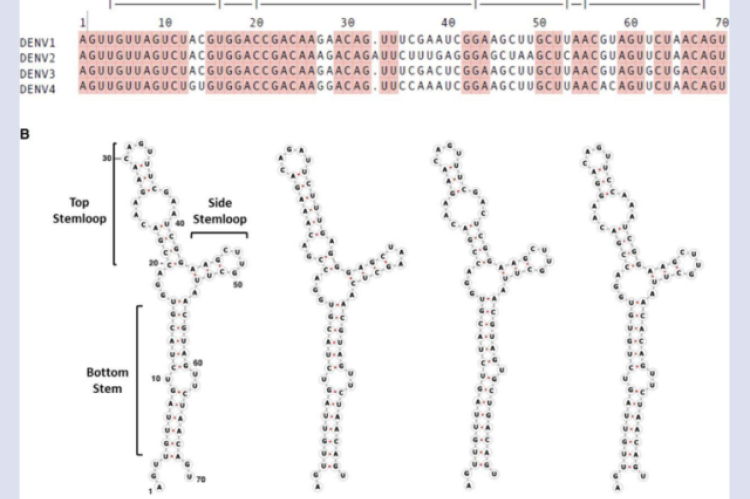 Dengue Virus RNA promoter structure