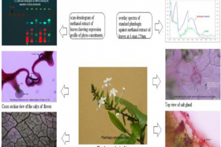 GRAPHICAL ABSTRACT