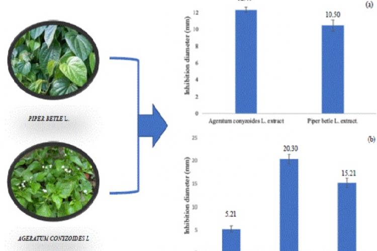 Graphical Abstract