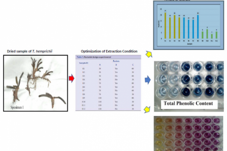 GRAPHICAL ABSTRACT