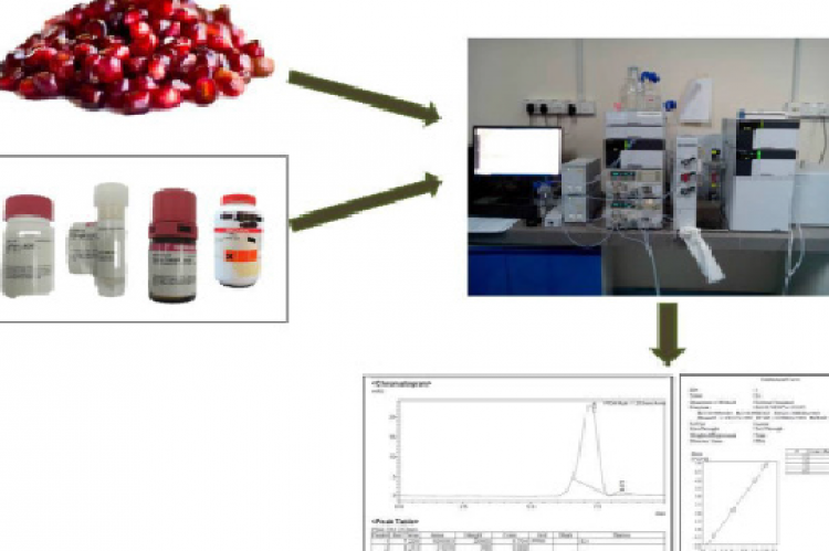 GRAPHICAL ABSTRACT