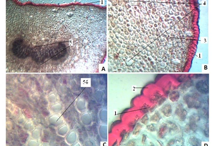 Cross-section cut of a petiole of leaf Laurus nobilis L. (A - a general view, B - fragment of a cross-section cut, C - xylem elements, D- epidermis with a cuticle (colouring a cerasine red) 1 - epidermis, 2 - cuticle, 3 - parenchyma, 4 - idioblasts with an essential oil, 5 – vascular bundle, 5а - phloem, 5b - xylem (magnification ×100, ×400)