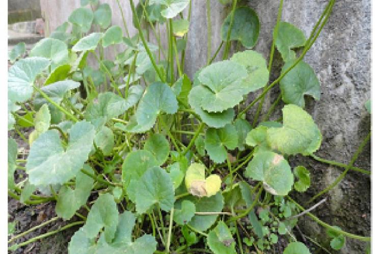 Centella asiatica (Linn.) Urban