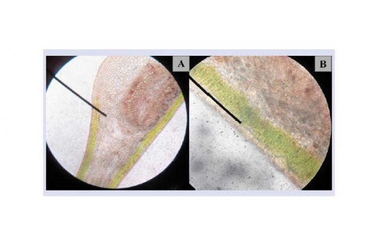 The flavonoid histochemical Assay of S. caseolaris leaf cross-section. A=10x10 magnification; B=40x10 magnification.