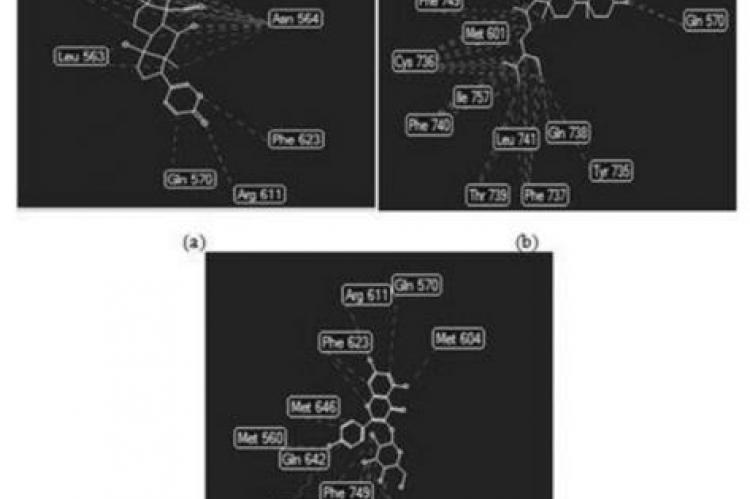 The Docking Result of Bryophyllin A (a), Beta-Sitosterol (b) and Kaempferol-3-glucoside (c) in the Glucocorticoid Receptor Tested Using Molegro Virtual Docker Program.