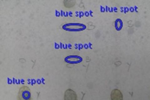 TLC Analysis of flavonoids using reagent.