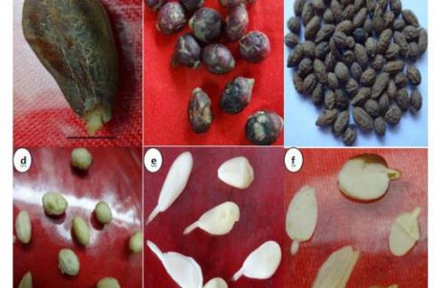 Seeds as Sources of Camptothecin