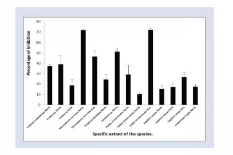 Percentage of antibiofilm activity of active extracts of macroalgae.