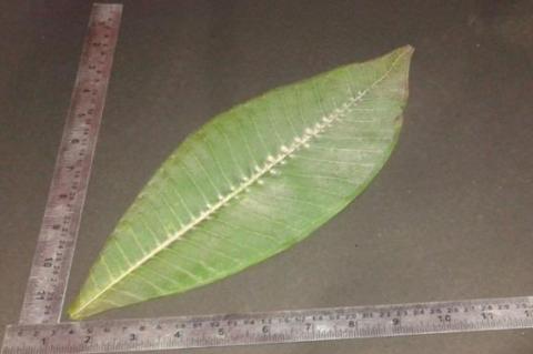 Leaf of Plumeria rubra f. rubra