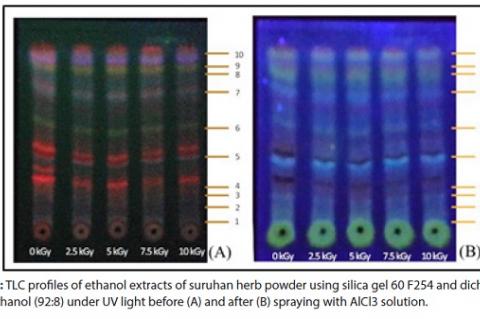 TLC profiles of ethanol extracts of suruhan herb powder