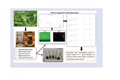 GRAPHICAL ABSTRACT