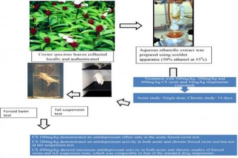 Graphical Abstract