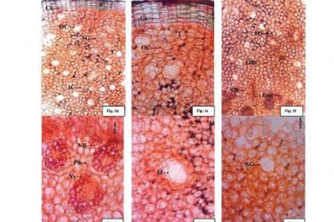 Macro-microscopic features of rhizome of Curculigo orchioides