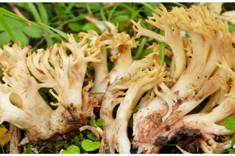 Ramaria subalpina