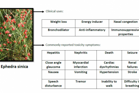 GRAPHICAL ABSTRACT