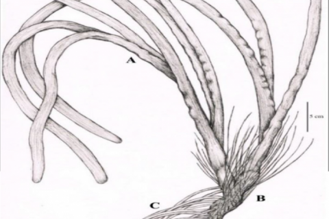 The macroscopical characteristics of fresh E. acoroides; Leaves (A), rhizome (B) and roots (C).