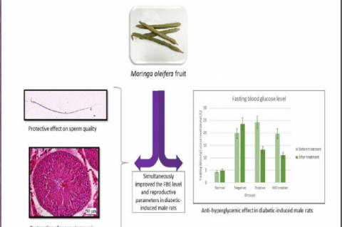 GRAPHICAL ABSTRACT