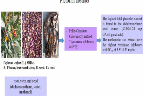 GRAPHICAL ABSTRACT