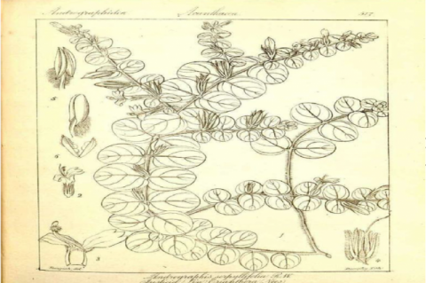Herbarium records of A.serpyllifolia (Kev Botanical Gardens)