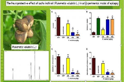 Effects of C. fistula pod extract on HbA1c in STZ induced diabetic rats