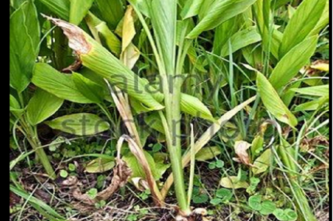 Image of Curcuma longa