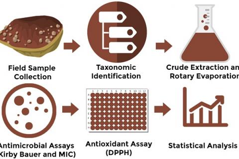 Graphical Abstract