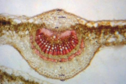 Microscopical characters of E.monogynum leaf midrib (T.S)