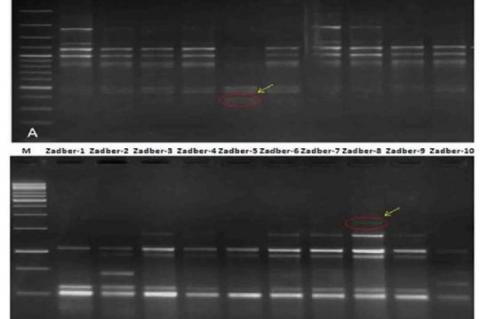 Gel profiles of the 10 Ziziphus nummularia accessions generated with the ISSR primers