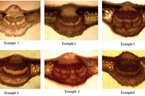 Microphotographs of an anatomic structure of a cross section of the leaf plate of six sorts of laurels noble (Laurus nobilis L.).