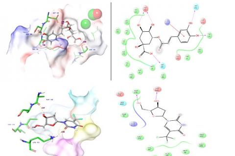 Docked complex of 1KDM and Chlorogenic acid and Docked complex of 1KDM and Trifluridine