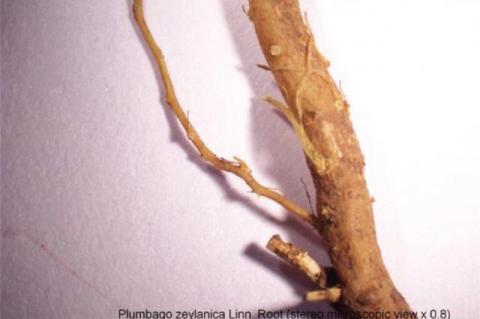 Plumbago zeylanica Linn. Root (stereo microscopic view x 0.8)