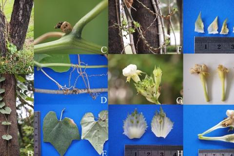 Trichosanthes tricuspidata subsp. rotundata var. longirachis