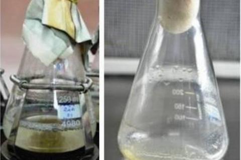 Cell suspension culture of Begonia malabarica