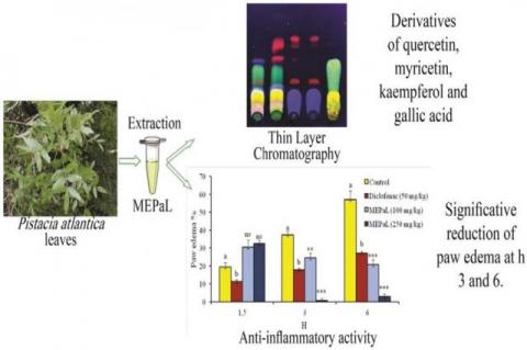 Graphical Abstract