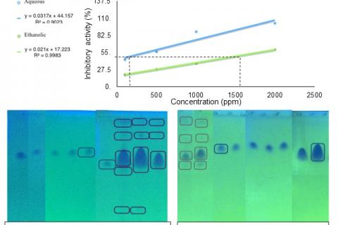 Thin layer chromatogram aqueous and ethanolic fractions.