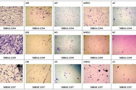 Microscopic visualization of the effect of Nigella sativa preparations
