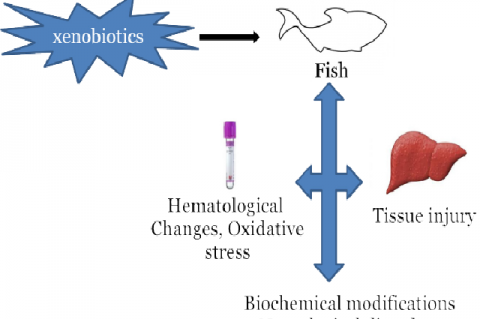 Graphical Abstract