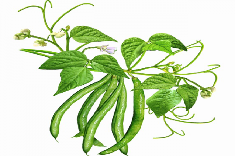 The image of green bean