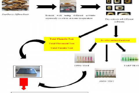 Graphical Abstract