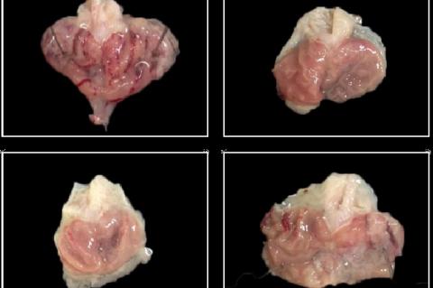 Show wistar rats with induced absolute ethanol gastritis